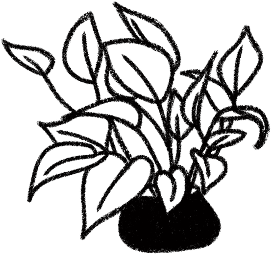 A hand drawn illustration of a Pothos plant